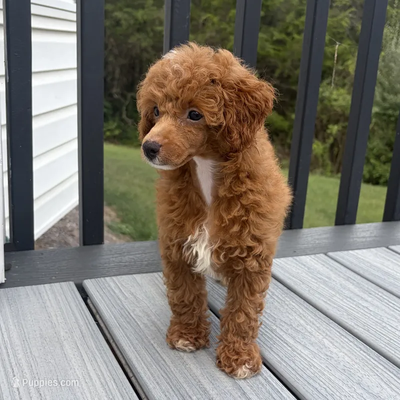 Xander – Poodle - Toy  puppy for sale in Staunton, VA