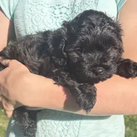 Vader, F1B shihpoo, a male Shihpoo and Poodle - Toy  for sale in Staunton, VA – 1 of 10