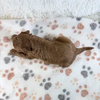 Enzo, a male Shihpoo and Poodle - Toy  for sale in Staunton, VA – 5 of 5