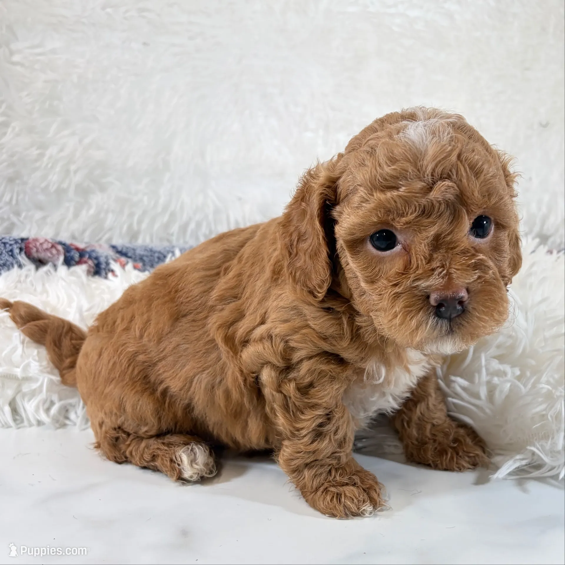 Shiloh, F1B shihpoo, a male Shihpoo and Poodle - Toy  for sale in Staunton, VA – 5 of 10