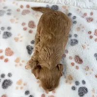 Fawn , a female Shihpoo and Poodle - Toy  for sale in Staunton, VA – 5 of 5