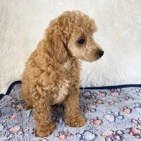 Bear, a male Poodle - Toy  for sale in Staunton, VA – 5 of 10