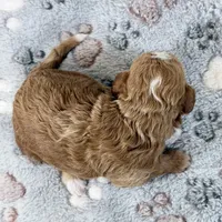 Willa, a female Poodle - Toy  for sale in Staunton, VA – 4 of 6