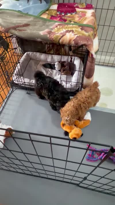 Vader, F1B shihpoo, a male Shihpoo and Poodle - Toy  for sale in Staunton, VA – 7 of 10