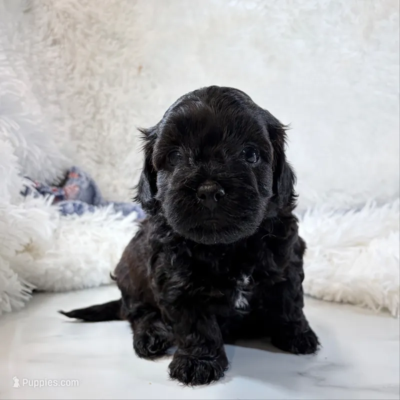 Vader – Shihpoo, Poodle - Toy  puppy for sale in Staunton, VA