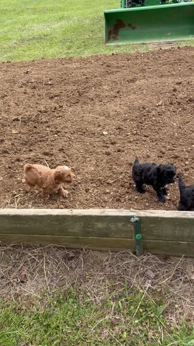 Shiloh, F1B shihpoo, a male Shihpoo and Poodle - Toy  for sale in Staunton, VA – 10 of 10