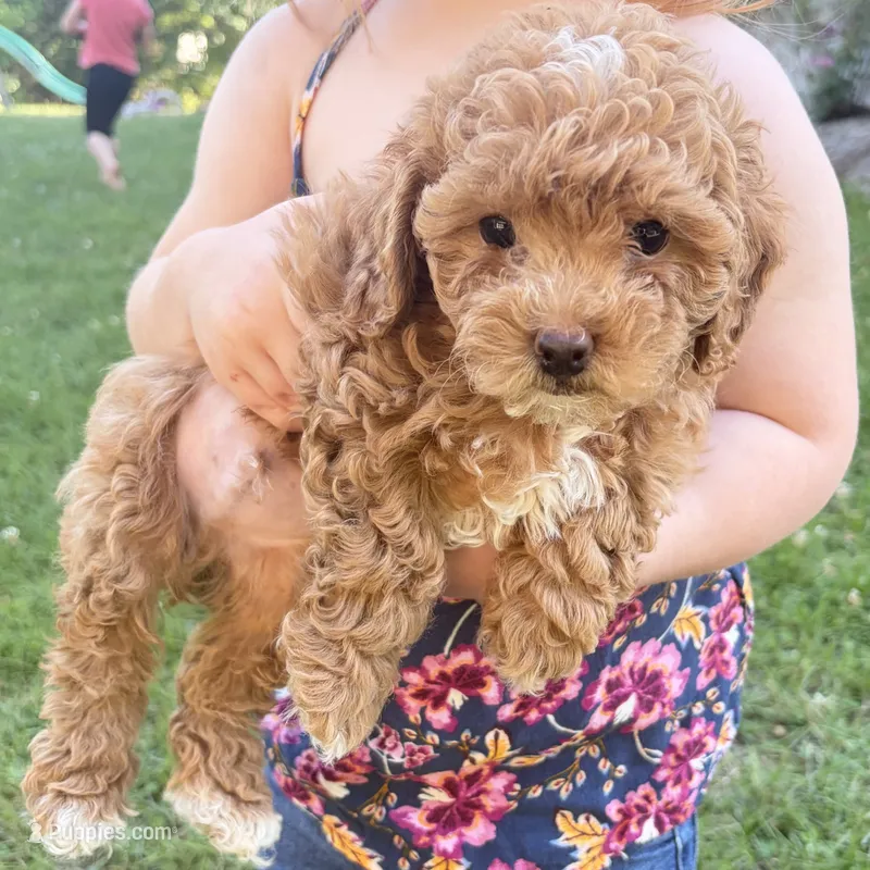 Shiloh, F1B shihpoo – Shihpoo, Poodle - Toy  puppy for sale in Staunton, VA
