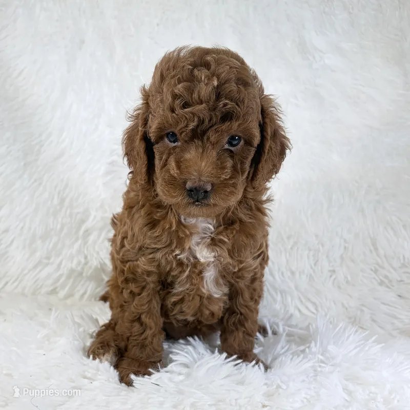 Zoe – Poodle - Toy  puppy for sale in Staunton, VA