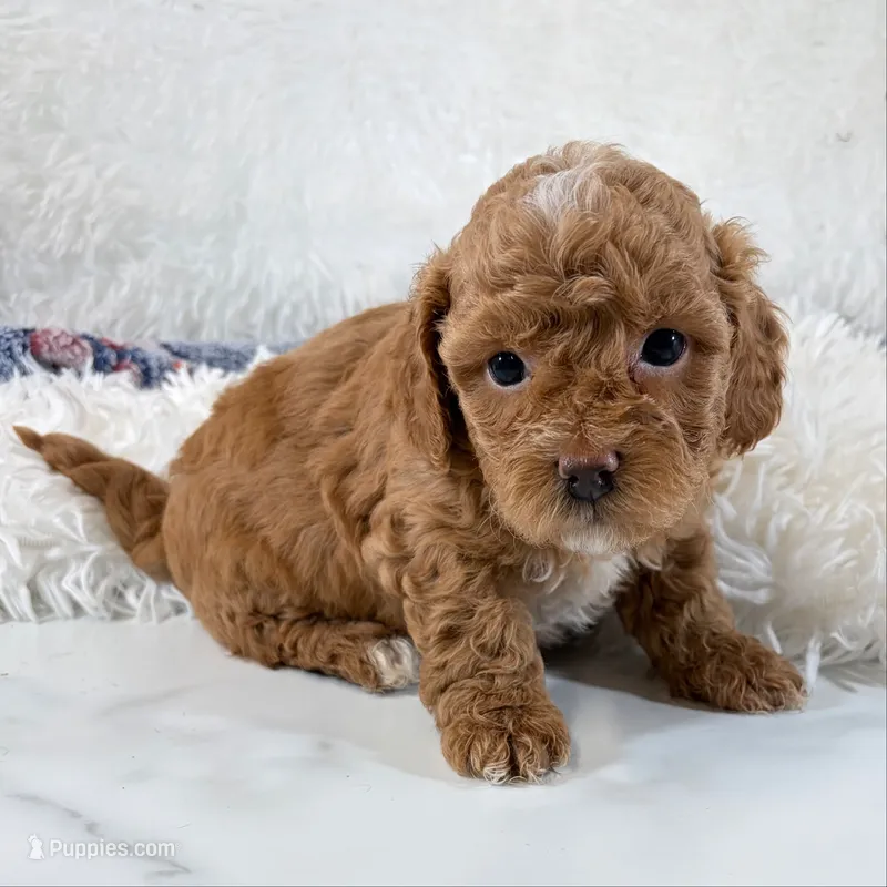 Shiloh – Shihpoo, Poodle - Toy  puppy for sale in Staunton, VA