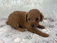 Yvonne, a female Poodle - Toy  for sale in Staunton, VA – 8 of 10