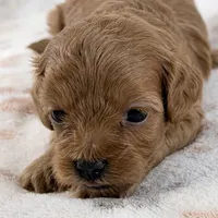 Dolly F1B Shihpoo, a female Shihpoo and Poodle - Toy  for sale in Staunton, VA – 1 of 6