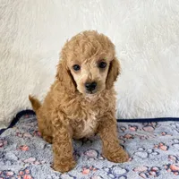 Bear, a male Poodle - Toy  for sale in Staunton, VA – 3 of 10