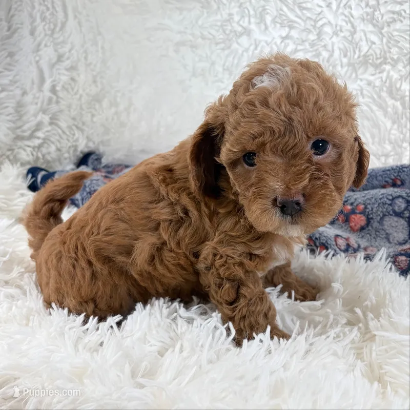 Shiloh – Shihpoo, Poodle - Toy  puppy for sale in Staunton, VA