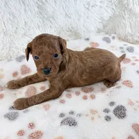 Enzo, a male Shihpoo and Poodle - Toy  for sale in Staunton, VA – 4 of 5