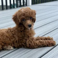 Xander, a male Poodle - Toy  for sale in Staunton, VA – 2 of 10