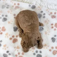 Chloe F1B Shihpoo , a female Shihpoo and Poodle - Toy  for sale in Staunton, VA – 3 of 6