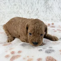 Gunner, a male Shihpoo and Poodle - Toy  for sale in Staunton, VA – 1 of 4