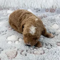 Willa, a female Poodle - Toy  for sale in Staunton, VA – 6 of 6