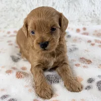 Fawn , a female Shihpoo and Poodle - Toy  for sale in Staunton, VA – 2 of 5