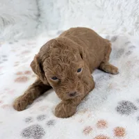 Chloe F1B Shihpoo , a female Shihpoo and Poodle - Toy  for sale in Staunton, VA – 2 of 6