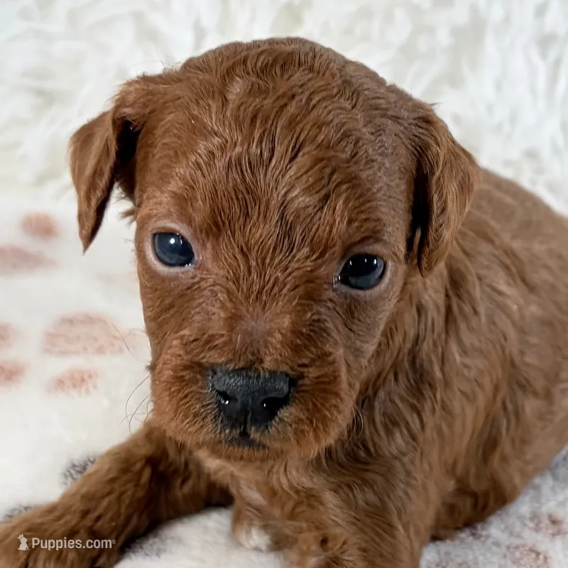 Enzo – Shihpoo, Poodle - Toy  puppy for sale in Staunton, VA