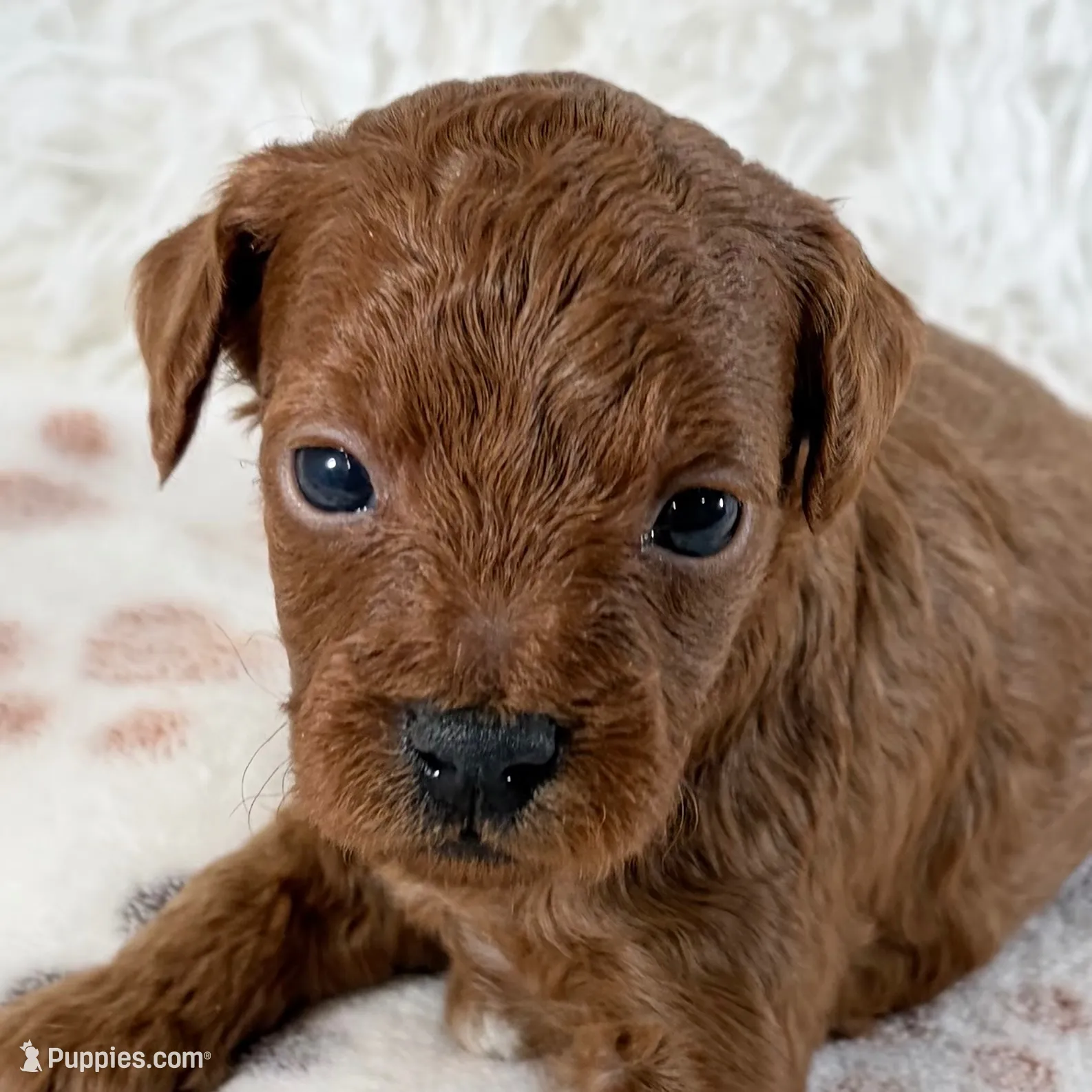Enzo, a male Shihpoo and Poodle - Toy  for sale in Staunton, VA – 1 of 5