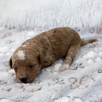 Willa, a female Poodle - Toy  for sale in Staunton, VA – 5 of 6
