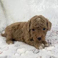 Asher, a male Poodle - Toy  for sale in Staunton, VA – 4 of 5