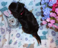 Ronan, a male Cavalier King Charles Spaniel for sale in Woonsocket, RI – Photo 3 of 7