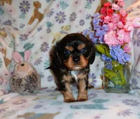 Ronan, a male Cavalier King Charles Spaniel for sale in Woonsocket, RI – Photo 7 of 7