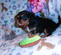 Ronan, a male Cavalier King Charles Spaniel for sale in Woonsocket, RI – Photo 4 of 7