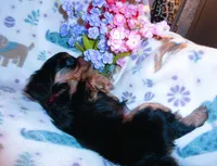 Ronan, a male Cavalier King Charles Spaniel for sale in Woonsocket, RI – Photo 5 of 7