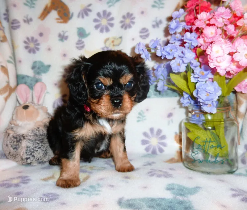Ronan, a male Cavalier King Charles Spaniel for sale in Woonsocket, RI – Photo 1 of 7