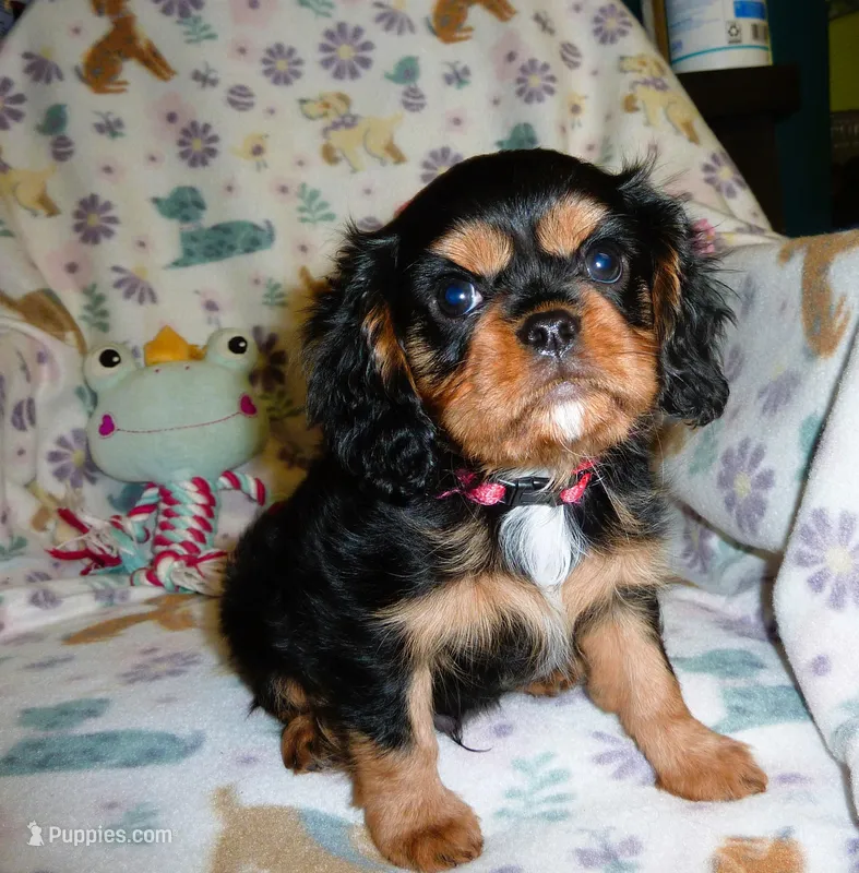 Ronan – Cavalier King Charles Spaniel puppy for sale in Woonsocket, RI