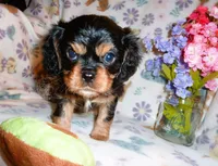 Ronan, a male Cavalier King Charles Spaniel for sale in Woonsocket, RI – Photo 6 of 7