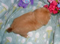 Orion, a male Cavalier King Charles Spaniel and Pomeranian for sale in Woonsocket, RI – Photo 4 of 6