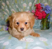 Orion, a male Cavalier King Charles Spaniel and Pomeranian for sale in Woonsocket, RI – Photo 2 of 6