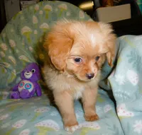 Orion, a male Cavalier King Charles Spaniel and Pomeranian for sale in Woonsocket, RI – Photo 3 of 6