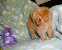 Orion, a male Cavalier King Charles Spaniel and Pomeranian for sale in Woonsocket, RI – Photo 6 of 6