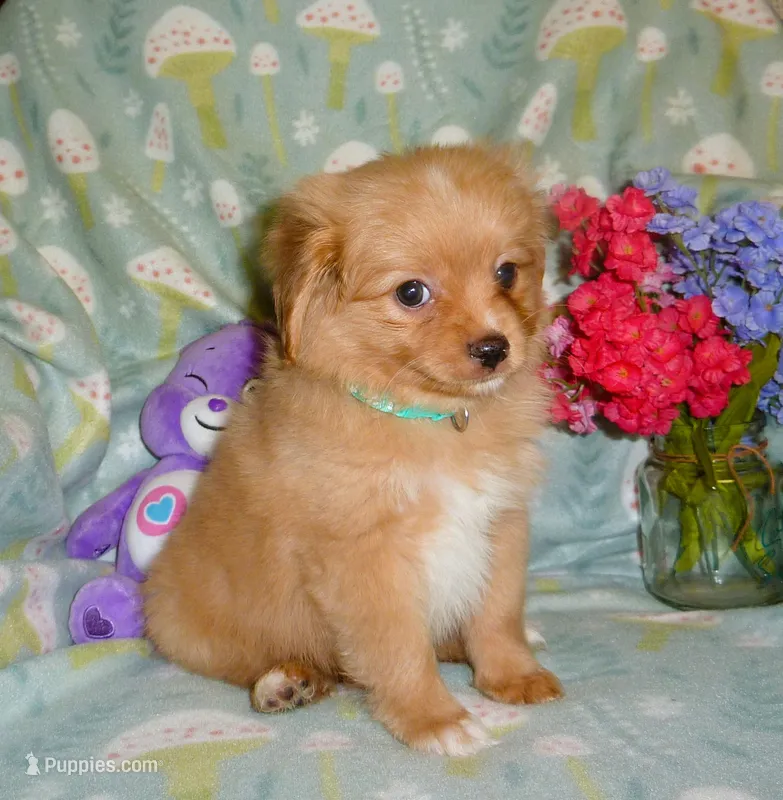 Orion – Cavalier King Charles Spaniel, Pomeranian puppy for sale in Woonsocket, RI