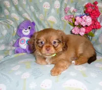 Twinkles, a female Cavalier King Charles Spaniel and Pomeranian for sale in Woonsocket, RI – Photo 2 of 5