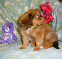 Twinkles, a female Cavalier King Charles Spaniel and Pomeranian for sale in Woonsocket, RI – Photo 5 of 5
