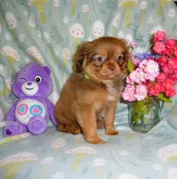 Twinkles, a female Cavalier King Charles Spaniel and Pomeranian for sale in Woonsocket, RI – Photo 4 of 5