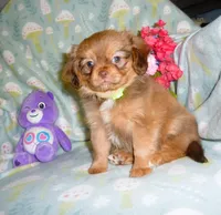 Twinkles, a female Cavalier King Charles Spaniel and Pomeranian for sale in Woonsocket, RI – Photo 1 of 5