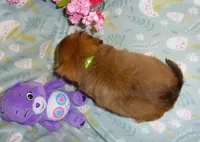 Twinkles, a female Cavalier King Charles Spaniel and Pomeranian for sale in Woonsocket, RI – Photo 3 of 5