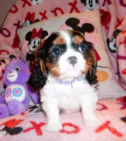 Julliette, a female Cavalier King Charles Spaniel for sale in Woonsocket, RI – Photo 2 of 4