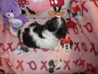 Julliette, a female Cavalier King Charles Spaniel for sale in Woonsocket, RI – Photo 3 of 4