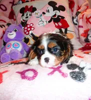 Julliette, a female Cavalier King Charles Spaniel for sale in Woonsocket, RI – Photo 4 of 4