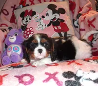 Julliette, a female Cavalier King Charles Spaniel for sale in Woonsocket, RI – Photo 1 of 4
