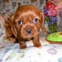 Liam, a male Cavalier King Charles Spaniel for sale in Woonsocket, RI – Photo 3 of 7